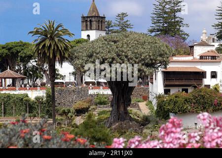 Drago Milenario, Kanarische Inseln, Europa, Dragon Tree, Icod de los Vinos, Teneriffa, Spanien Stockfoto