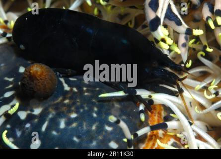 Schwarze krinoide Garnelen in Federstern, Cabilao, Philippinen, Philippinen, Asien (Synalpheus spec.) Stockfoto