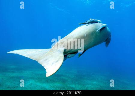 Gabelschwanzmanatee, gemeine Remora (Remora remora), Rotes Meer, Abu Dabab, Marsa Egla, Marsa Alam (Dugong Dugong), Ägypten Stockfoto