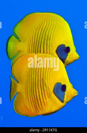 Maskarill Maske Schmetterlingsfisch, Maske Schmetterlingsfisch (Chaetodon semilarvatus), Rotes Meer, Ägypten Stockfoto