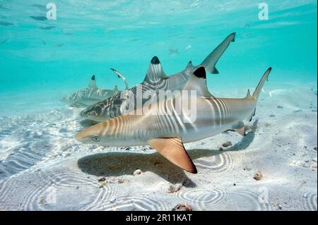 Juvenile Schwarzspitzen-Riffhaie (Carcharhinus melanopterus), Maneater, pazifik, indischer Ozean, rotes Meer Stockfoto