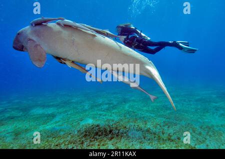 Taucher- und Gabelschwanzmanatee, Abu Dabab, Marsa Alam (Dugong Dugong), Rotes Meer, Ägypten Stockfoto