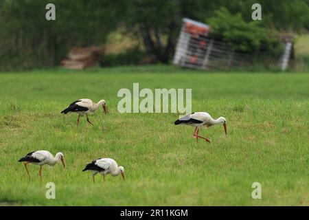 Weißstorche (Ciconia ciconia) Pfrunger-Burgweiler Ried, Baden-Württemberg, Deutschland Stockfoto