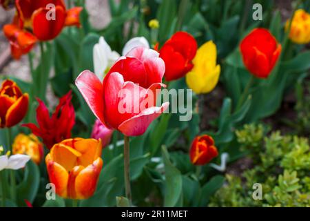 Bunte duftende Tulpen mit roten gelben rosa Blumen wachsen im Frühling auf einem Blumenbeet in einem Garten, Park oder Obstgarten. Zwiebelpflanzen wachsen und pflegen. Fl Stockfoto