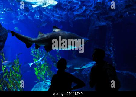 Sea Life Ocean World in Bangkok, Thailand. Stockfoto