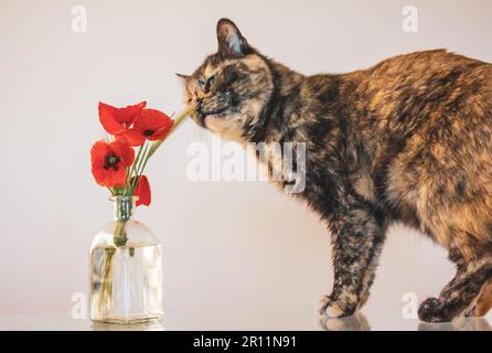 Wunderschöne, mehrfarbige, schwarz-orangefarbene Schildkrötenscheiße mit grünen Augen riecht roter Mohn in einer Vase auf einem Tisch. Ein Haustier zu Hause. Flora Stockfoto