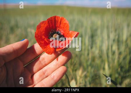 Eine rote Mohnblume in weiblicher Hand auf einer grünen Wiese. Eine einzelne Blume in einer natürlichen Landschaft. Hintergrund: Mohn wächst in freier Wildbahn. Menschen Stockfoto