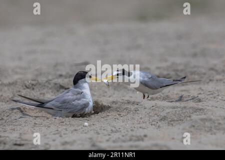 Kleine Ternenvögel sind Zugvögel von Bangladesch Stockfoto