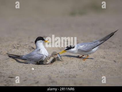 Kleine Ternenvögel sind Zugvögel von Bangladesch Stockfoto