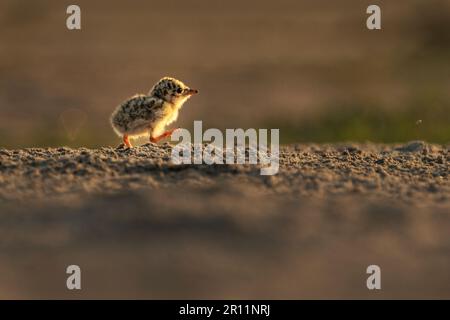 Kleine Ternenvögel sind Zugvögel von Bangladesch Stockfoto