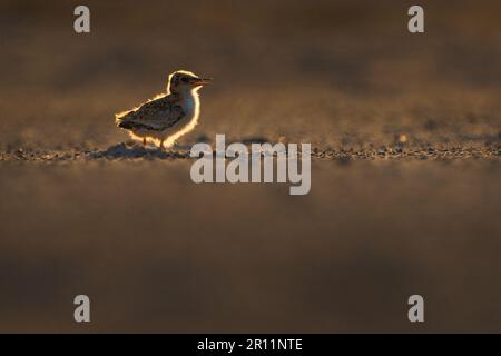 Kleine Ternenvögel sind Zugvögel von Bangladesch Stockfoto