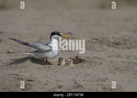 Kleine Ternenvögel sind Zugvögel von Bangladesch Stockfoto