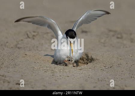 Kleine Ternenvögel sind Zugvögel von Bangladesch Stockfoto