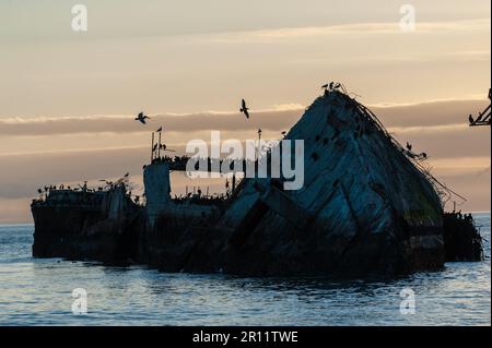 Nahaufnahme der SS Palo Alto, ein altes Schiffswrack aus dem Zweiten Weltkrieg vor der Küste von Aptos, Kalifornien Stockfoto