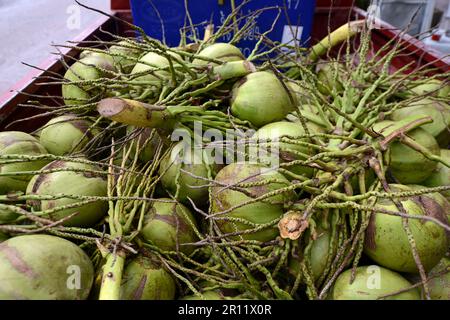 Grüne Kokosnüsse zum Trinken im Angebot in der Gegend der Khaosan Road in Bangkok, Thailand. Stockfoto