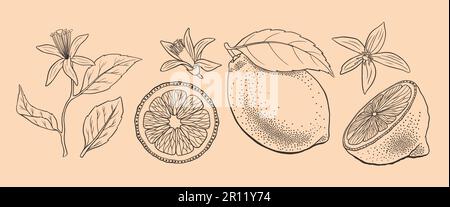 Handgezeichnete Zitronensammlung. Umreißen Sie Zitrusfrüchte mit Blumen und Blättern. Vektordarstellung. Stock Vektor