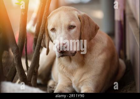 Porträt eines labrador-Hundes im Freien auf unscharfem Hintergrund Stockfoto