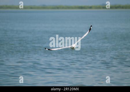 Wunderschöne Fotografie einer Möwe, die über dem blauen Naf River in Teknaf in Bangladesch schwingt. Stockfoto