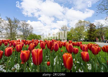 Sofia, Bulgarien. Mai 2023. Rote Tulpen im St. Kl. Ohridski-Gärten mit den Kuppeln der Alexander-Newski-Kathedrale im Hintergrund Stockfoto