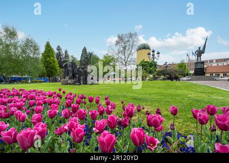 Sofia, Bulgarien. Mai 2023. Die farbenfrohen Tulpen im Park der Georgi S. Rakovski Straße im Stadtzentrum Stockfoto