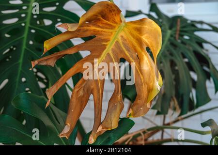 Nahaufnahme gelbgetrockneter Monsterblätter durch Überwässerung der Pflanze. Pflanzenkrankheit. Stockfoto