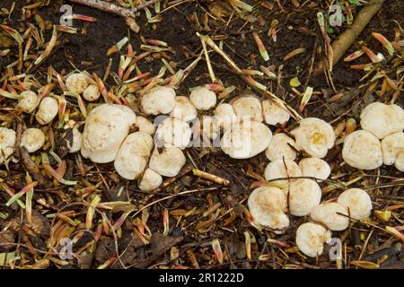 Reihe von St. Georges Pilze wachsen auf einer unterirdischen Wurzel eines toten Baumes Stockfoto