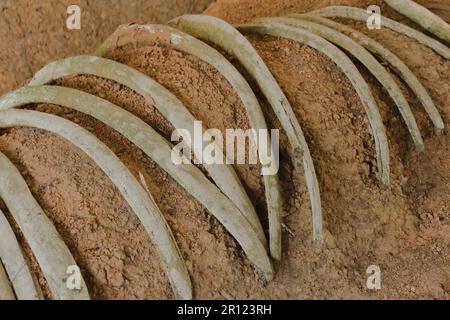 Alte Elefantenfossilien, Millionen Jahre alt, die auf dem Boden ausgegraben wurden Stockfoto