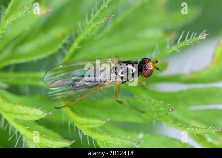 Karottenwurzel, Chamaepsila Rosae, auch Psila rosa genannt. Adulte Insekten auf Karottenblättern. Stockfoto