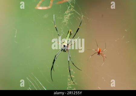 Nephila maculata-Spinnen liegen auf den Blättern, um Beute zu fangen. Nephila-Pilipes leben in Obstgärten, Gummiplantagen, Wäldern Stockfoto