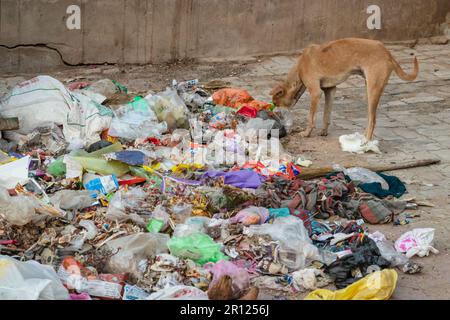 Hund isst Müllabfälle und Plastik bettelt tagsüber aus verschiedenen Blickwinkeln Stockfoto