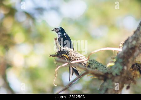 Schwarzer Drongo auf einem Ast Ein kleiner sitzender Vogel Schwarzer Drongo die Haare am ganzen Körper sind schwarz. Die Schwanzspitze ist wie ein Fischschwanz. Stockfoto