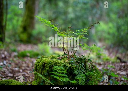 Farn aus moosbedeckten Baumstümpfen im Wald Stockfoto