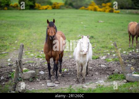 Drei Pferde auf einem Feld stehen am Zaun Stockfoto