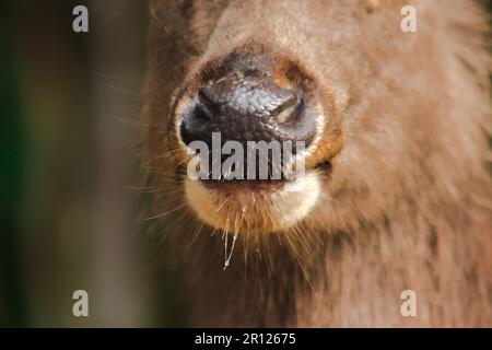 Die Nase und der Mund des Hirsches sind rau um das Fell herum. Stockfoto