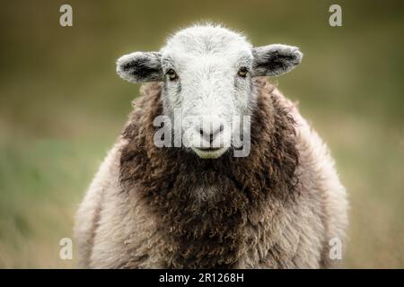 Nahaufnahme eines Herdwick-Schafes mit Kamera stand auf offenen Cumbrian Fells. Lake District, Großbritannien. Horizontal. Herdwick-Schafe stammen aus Cumbrien. S Stockfoto