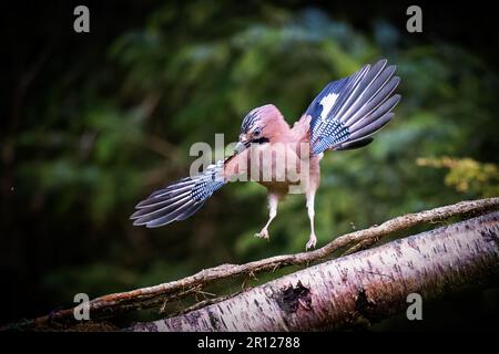 Der eurasische jay (Garrulus glandarius), landet auf einem Ast, komische Pose Stockfoto