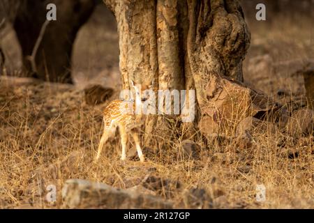 Gefleckter Hirsch oder Hirsch oder Cheetal oder Achsenachse allein bei der morgendlichen Safari im Forest-Nationalpark von Indien Stockfoto