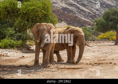 Elefantengruppe der Bullen (Loxodonat africana), die im trockenen Flussbett stehen. Hoanib River, Damaraland, Namibia, Afrika Stockfoto