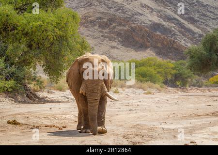 Elefantenbulle (Loxodonat africana), nähert sich, läuft im trockenen Flussbett. Hoanib River, Damaraland, Namibia, Afrika Stockfoto