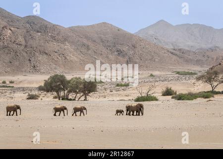 Elefantenfamilie (Loxodonat africana), Spaziergang durch die Wüste, Savanne. Sie überqueren das trockene Hoanib-Flussbett. Hoanib River, Damaraland, Namibia Stockfoto