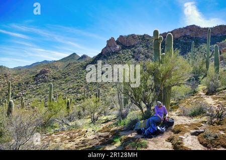 Eine Frau mittleren Alters ruht im Schatten eines saguaro-Kaktus in der Sonora-Wüste am Signal Hill im Saguaro-Nationalpark in der Nähe von Tucson, Arizona, USA. Stockfoto