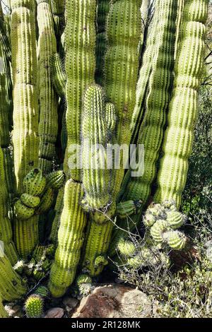 Nahaufnahme eines Organpipe Cactus (Lemaireocereus thurberi) im Organ Pipe Cactus National Monument in den Ajo Mountains, Süd-Arizona, USA Stockfoto