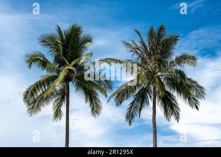 Zwei Doppelpalmen mit blauem Himmelshintergrund. Wunderschöner Sommer Entspannen Sie sich bei sonnigen Tagen Stockfoto