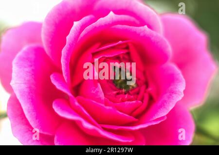 Eine Nahaufnahme einer rosa Rose mit einem grünen Käfer in der Mitte Stockfoto