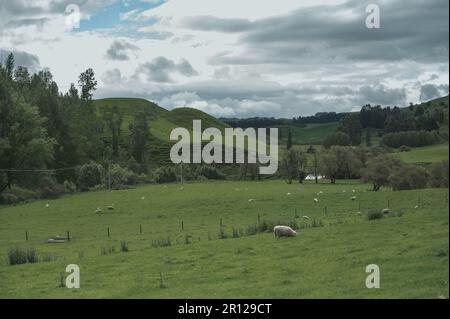 Ein Schaffe grast zufrieden auf einer Hügelweide auf dem Gipfel eines Hügels Stockfoto