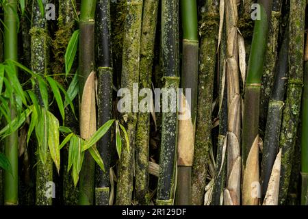 Bambuspflanzen im Garten - Stammfoto Stockfoto