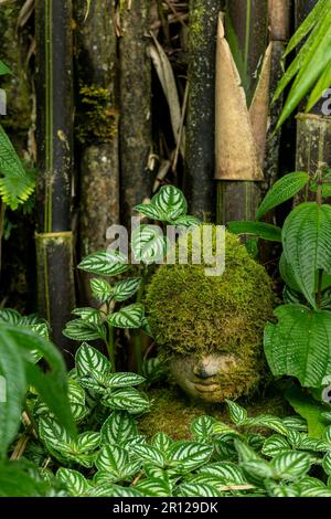 Bambuspflanzen im Garten mit einer buddha-Kopfbedeckung mit Moos - Stockfoto Stockfoto