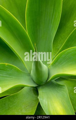 Agave-Werk (Agave americana), Nahaufnahme - Stockfoto Stockfoto