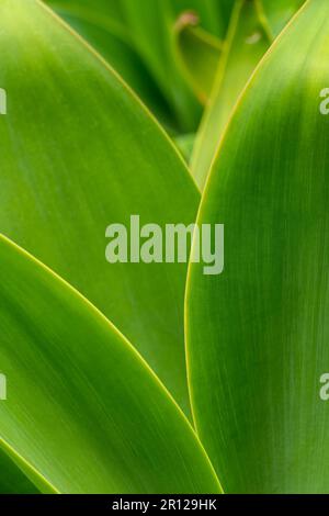 Agave-Werk (Agave americana), Nahaufnahme - Stockfoto Stockfoto