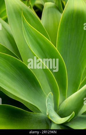 Agave-Werk (Agave americana), Nahaufnahme - Stockfoto Stockfoto